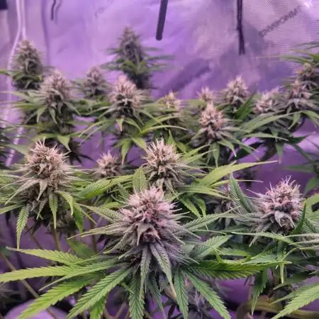 Sensi Seeds Northern Lights Photoperiod