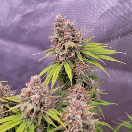 Sensi Seeds Northern Lights Photoperiod