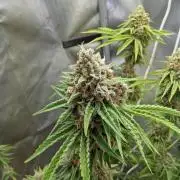 Paloma Go-Time/Growers Love Genetics