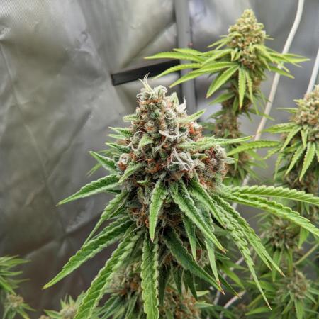 Paloma Go-Time/Growers Love Genetics