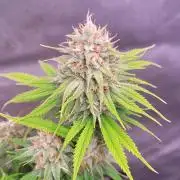 Sensi Seeds Northern Lights Photoperiod