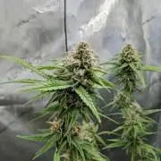 Paloma Go-Time/Growers Love Genetics