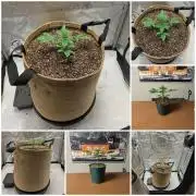 Cherry Paloma S1 (JR's Cut) Growerslove