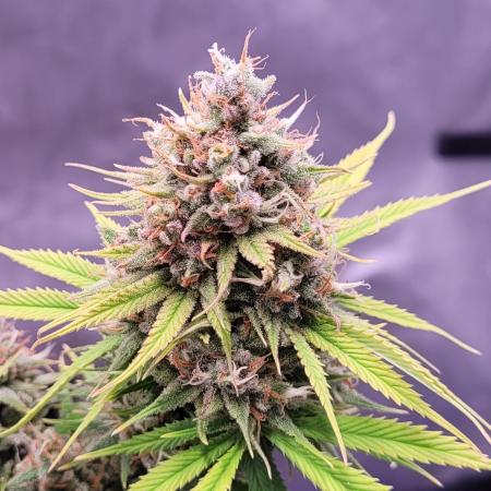 Sensi Seeds Northern Lights Photoperiod