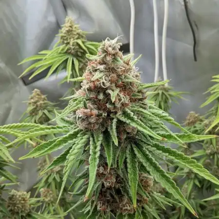 Paloma Go-Time/Growers Love Genetics
