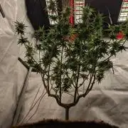 Paloma Go-Time/Growers Love Genetics