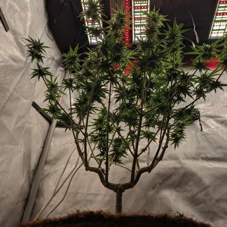 Paloma Go-Time/Growers Love Genetics