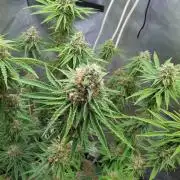 Paloma Go-Time/Growers Love Genetics