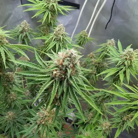 Paloma Go-Time/Growers Love Genetics