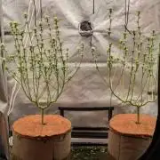 Paloma Go-Time/Growers Love Genetics