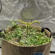 Cherry Paloma S1/Growers Love Genetics