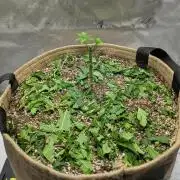 Cherry Paloma S1 (JR's Cut) Growerslove