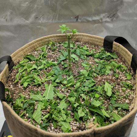 Cherry Paloma S1 (JR's Cut) Growerslove