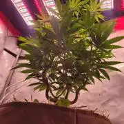 Sensi Seeds Northern Lights Photoperiod