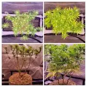 Sensi Seeds Northern Lights Photoperiod