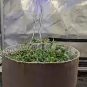 Paloma Go-Time/Growers Love Genetics