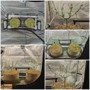 Paloma Go-Time/Growers Love Genetics
