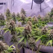 Sensi Seeds Northern Lights Photoperiod