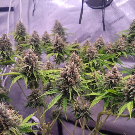 Sensi Seeds Northern Lights Photoperiod