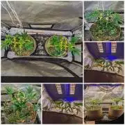 Paloma Go-Time/Growers Love Genetics