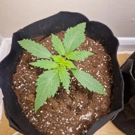 MrRaid: Strawberry Gorilla Auto
