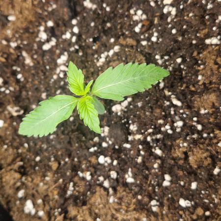 MrRaid: Gelato Auto