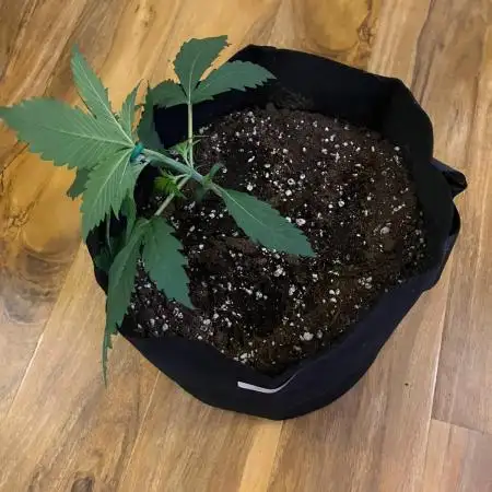 MrRaid: Strawberry Gorilla Auto