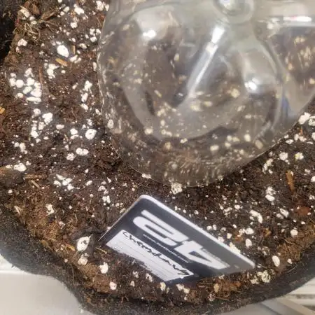 MrRaid: Chemdawg Auto (1 plant)