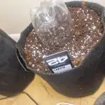 MrRaid: Cheese Auto (2 Plants)
