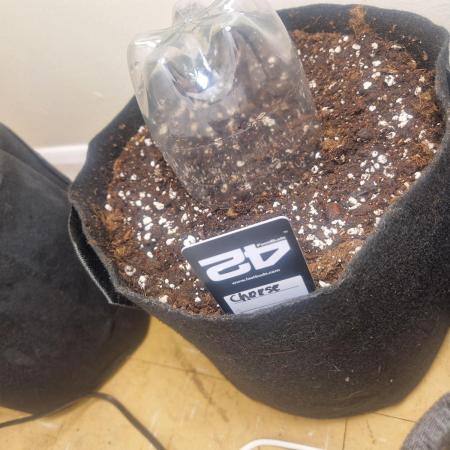 MrRaid: Cheese Auto (2 Plants)