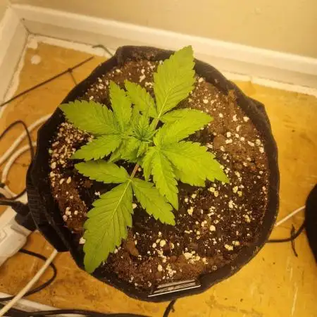 MrRaid: Cheese Auto (2 Plants)