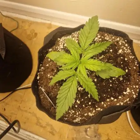 MrRaid: Chemdawg Auto (1 plant)