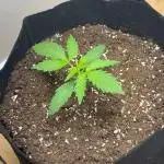 MrRaid: Gelato Auto