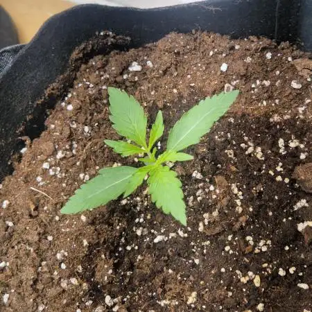 MrRaid: Gelato Auto