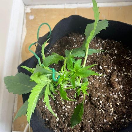 MrRaid: Strawberry Gorilla Auto