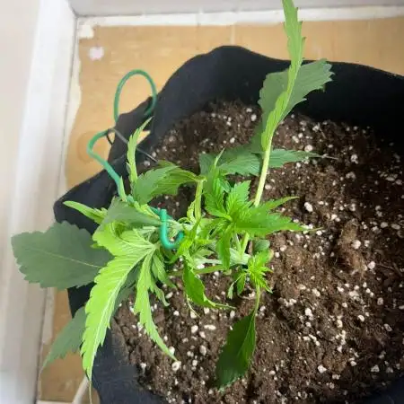 MrRaid: Strawberry Gorilla Auto