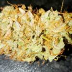 MrRaid: Stardawg 