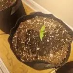 MrRaid: Chemdawg Auto (1 plant)