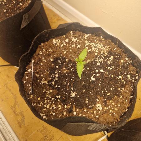 MrRaid: Chemdawg Auto (1 plant)