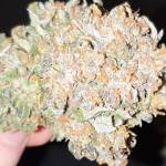 MrRaid: Smoothies AUTO