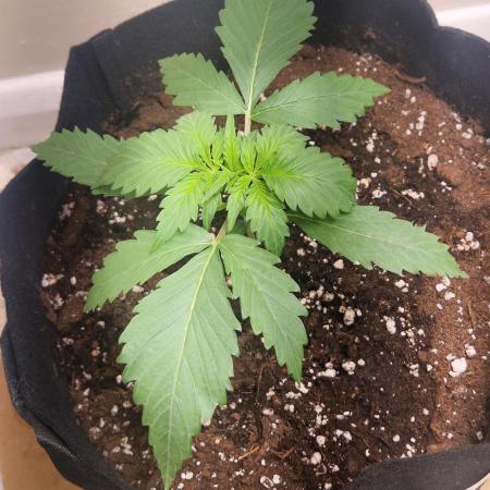 MrRaid: Strawberry Gorilla Auto