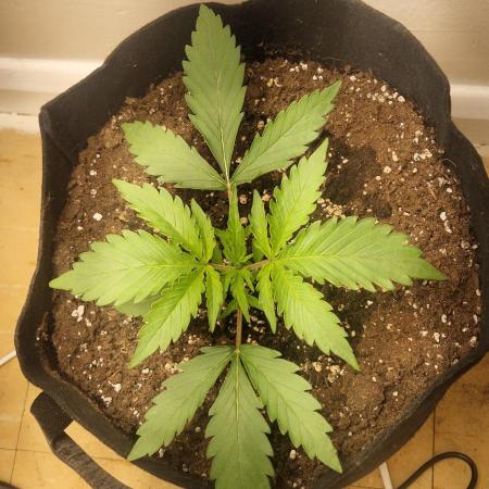 MrRaid: Gelato Auto