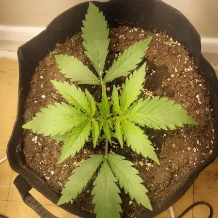 MrRaid: Gelato Auto