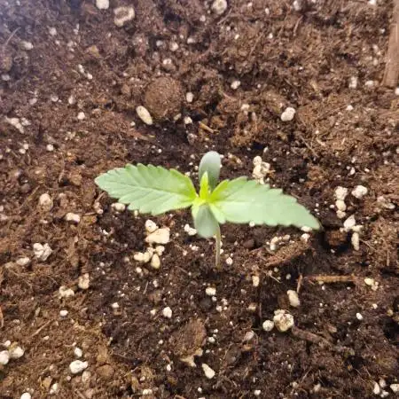 MrRaid: Gelato Auto