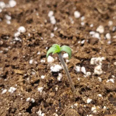 Strawberry Gorilla Auto
