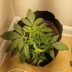MrRaid: Strawberry Gorilla Auto
