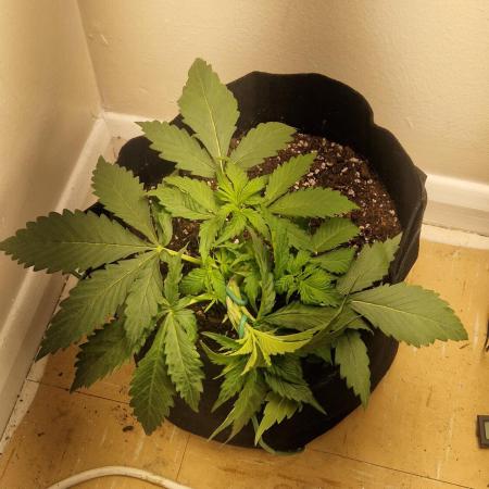 MrRaid: Strawberry Gorilla Auto