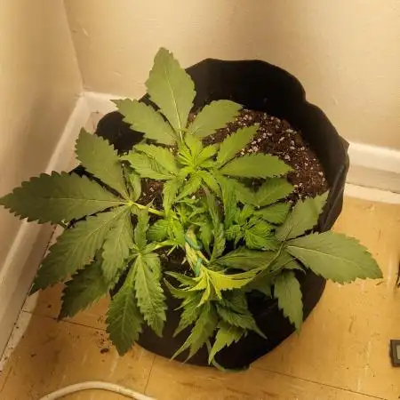 MrRaid: Strawberry Gorilla Auto