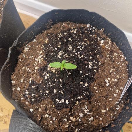 MrRaid: Cheese Auto (2 Plants)