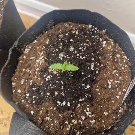 MrRaid: Cheese Auto (2 Plants)